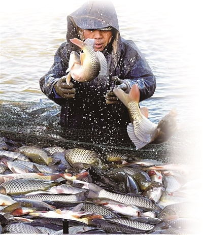 抓紧水产捕捞 保障市场供应