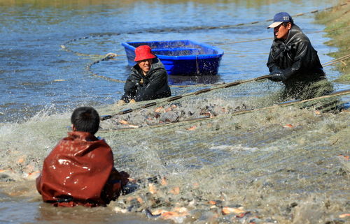 经济 河北丰南 生态水产养殖助增收