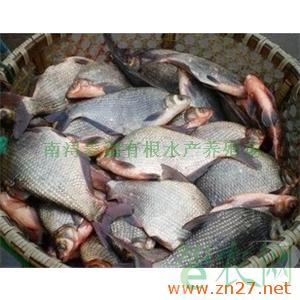 供应鲜活水产品 淡水鱼鱼苗批发 特种淡水鱼类养殖 鳊鱼_南浔菱湖有根水产养殖场_智农分级_知e农网(智农网)