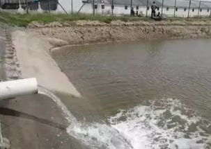 水产养殖有害藻你只知道蓝藻 多的是你不知道的藻