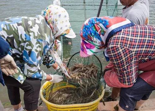 南美白对虾淡水养殖技术 鑫望农业 开阳县南美白对虾