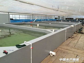 最强盘点 工厂化养什么最挣钱,这里给你点建议
