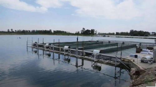 这10个水产养殖防病误区,你肯定遇到过 看清楚,尽量规避