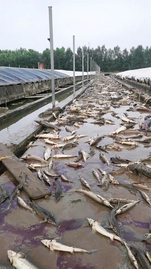 洪水侵袭涿州一水产养殖场,老板 近80万斤鱼死亡,急需人手收集死鱼,做无害化处理
