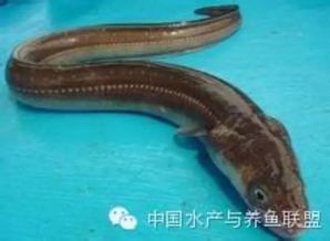 水产养殖的类型及主要养殖品种大全