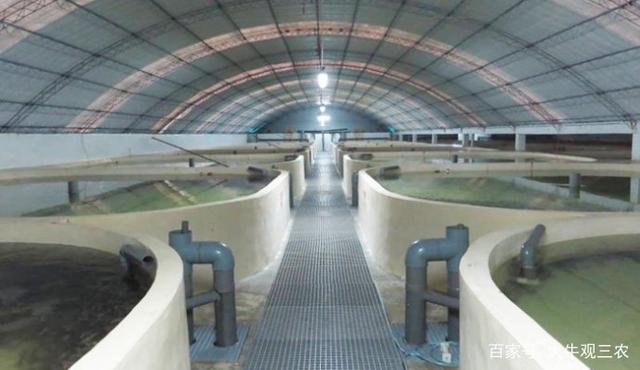 工厂化循环水养殖技术成熟吗?到底赚不赚钱
