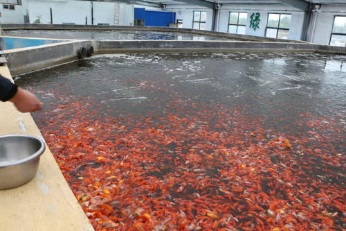 州城街道 水产养殖规模化,激活古城水文章