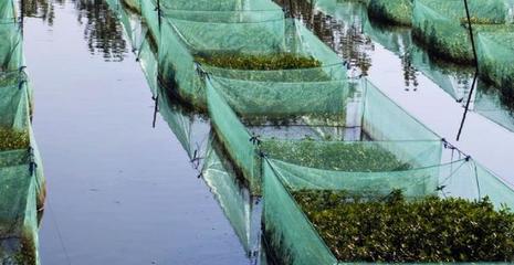 养殖黄鳝需要注意遮光,可以养殖水草,搭遮阳棚,这样效果不错
