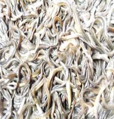 常年大量供应水产品 泥鳅 、养殖野生泥鳅!