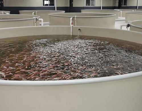 水产养殖户你知道夏季该如何正确投饵吗