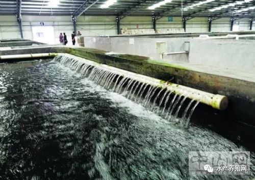 循环水养殖宝石斑每立方水体产值2000元,一个池产值30万