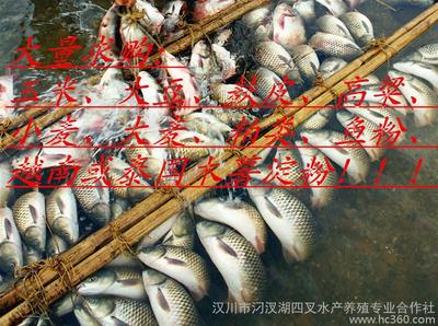 供应--水产养殖 青鱼1图片_高清图_细节图-汉川市汈汊湖四叉水产养殖专业合作社