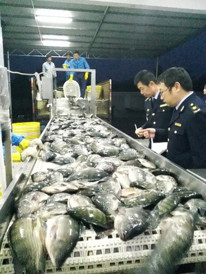 检验检疫部门力促广西北海水产品出口_水产快讯(水产出口)_中国水产养殖网