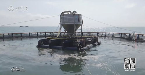 央视 新闻调查 重磅聚焦 湛江水产养殖 游 向深远海
