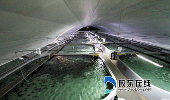 烟台一企业南鱼北养 成国内唯一 梦幻之鱼 苗种供应商