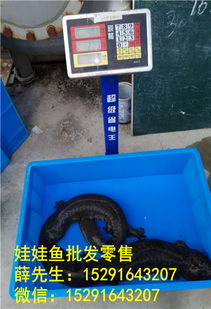 养殖场娃娃鱼价格多少钱一斤,批发娃娃鱼市场价格 2018年12月02日 娃娃鱼价格信息 水产养殖网