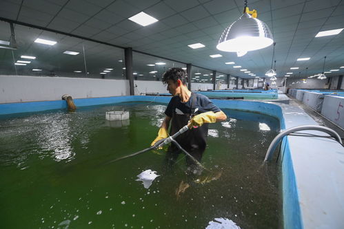 春季水产养殖 育苗忙