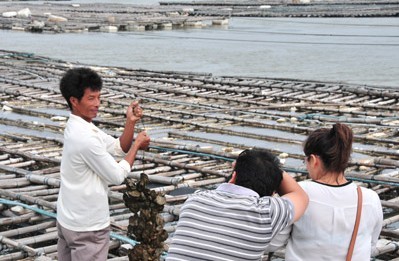 钦州大蚝养殖基地