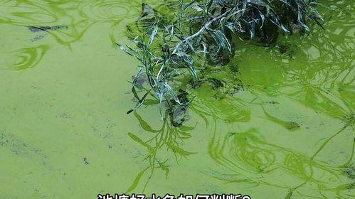 池塘好水色如何判断 养殖 养殖技术 水产养殖技术