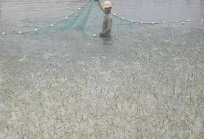 水产养殖水体中各种藻类的危害和习性