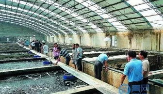投资可省三分之二,一套总产值100万元 来看看全封闭工厂化循环水养殖技术