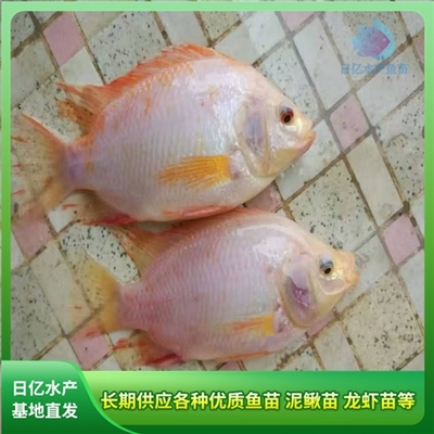 产品图片_广州市花都区赤坭日亿水产鱼苗养殖场