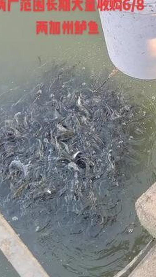大量收购6 8两加州鲈鱼 红盛水产养殖 水产养殖 鲈鱼