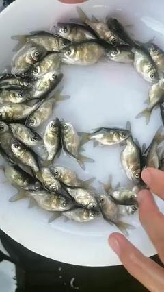 缩骨花鲢