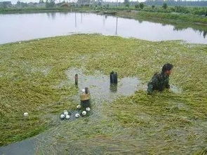 酷暑高温季节水产养殖池塘管理技术