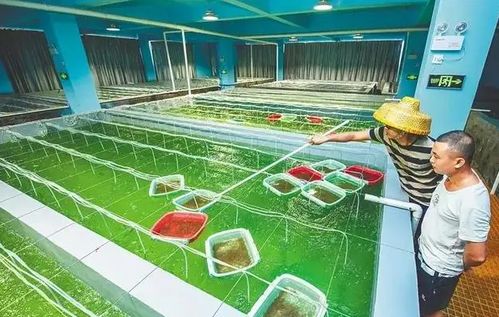 水产住进 别墅 文昌冯家湾现代化渔业产业园将打造 水产种业硅谷