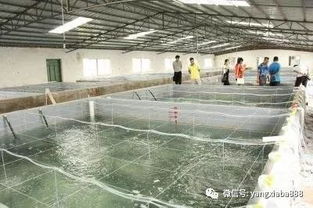 高大上 浙江的工厂化养殖,鱼虾增产之利器