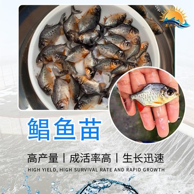 销售淡水白鲳鱼苗 港兴水产淡水白鲳鱼苗养殖场 红鲳鱼苗