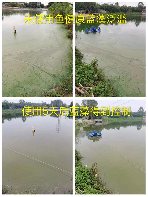 鱼健康案例水产养殖池塘蓝藻产生原因及处理办法