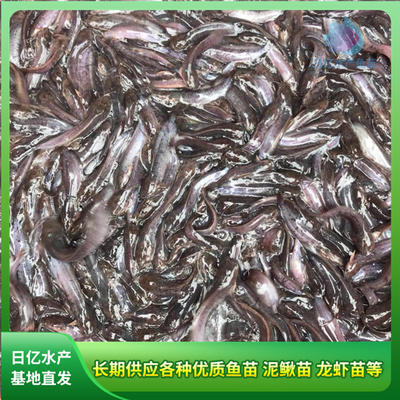 产品图片_广州市花都区赤坭日亿水产鱼苗养殖场