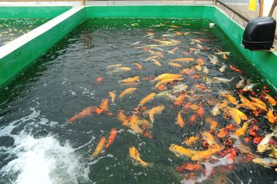 百企连百村 | 松江:没有围墙的“园区”,如何以高起点开拓乡村产业振兴新局面
