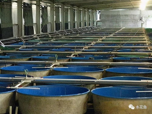 设施渔业 高密度养殖 传统养殖与新模式养殖的是与非