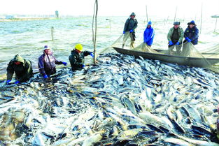 淮安特色水产养殖鼓起农民钱袋子