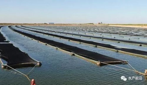 清退1万多亩鱼虾塘 3千多口网箱 海南 广东水产养殖又大面积消失