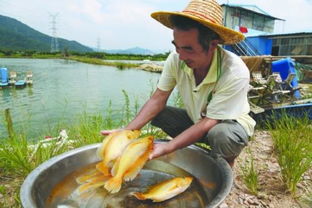 广东中山板芙镇探索高端水产养殖新路,助推农业供给侧改革