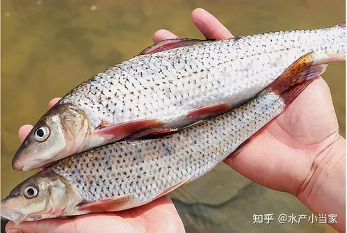 水产养殖中维c好处多多 这些好处你都清楚吗