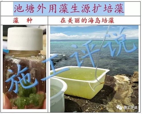 水产养殖户想自己培藻 怎么判断培藻正常和异常