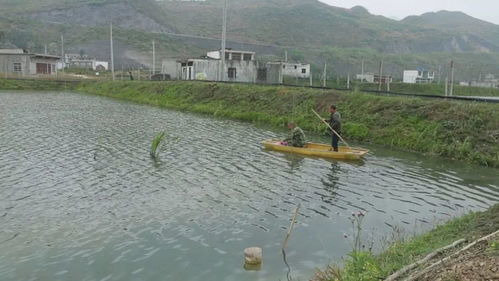 郎岱镇水产养殖推进坝区产业蓬勃发展