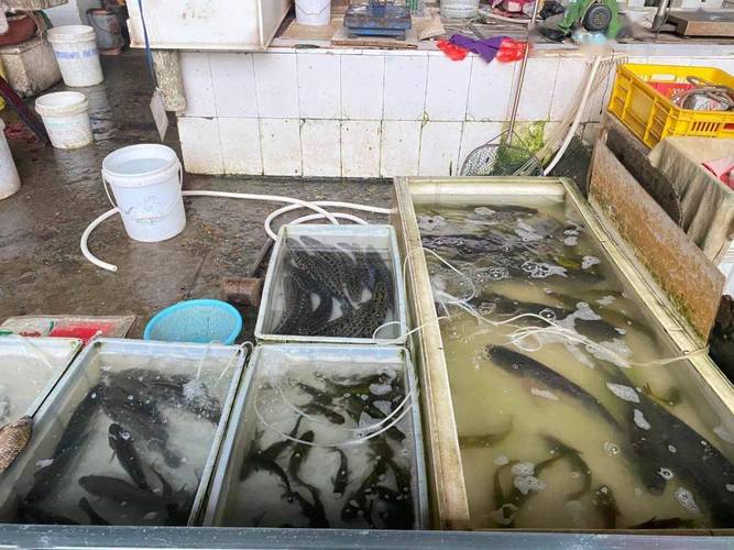 请注意不要买到含有孔雀石绿的水产品 孔雀石绿是什么 及危害身体