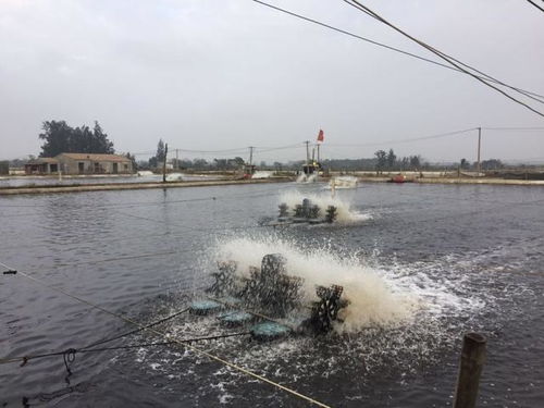 八种常见水产养殖水质 速来辨别你的池塘