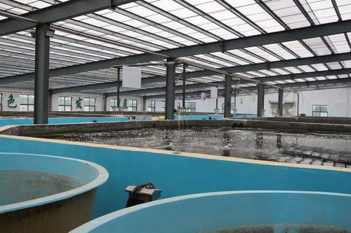 州城街道 水产养殖规模化,激活古城水文章
