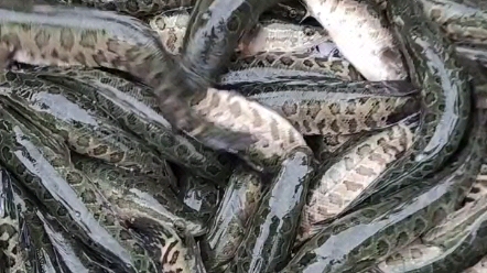 广西荔浦水产鱼苗种场鱼苗批发养殖场