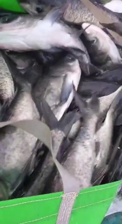 海安旺博水产养殖场