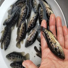 【清远水产销售,澧阳镇批发淡水种苗-淡水石斑鱼鱼苗图片】清远水产销售,澧阳镇批发淡水种苗-淡水石斑鱼鱼苗 - 清远市清城区港兴水产养殖场