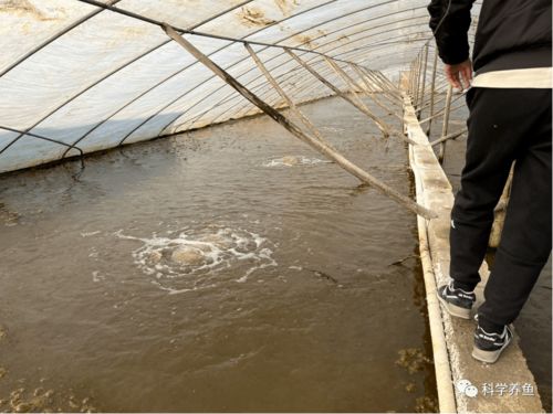 如东小棚秋茬白对虾养殖,平均单棚产量2725斤,单棚净利润高达46250元,在他看来养虾并不难 水质 饲料 七好