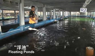 震惊 新加坡竟然自己生产这么多的东西
